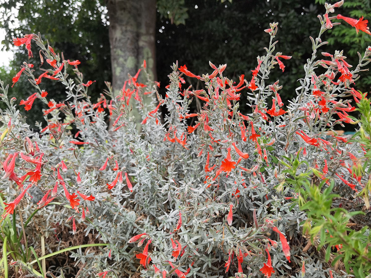 Epilobium canum ssp canum 'Olbrich Silver'